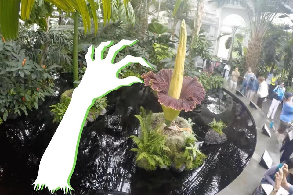 How to Visit New York's Rare Corpse Flower This Halloween - NewsBreak