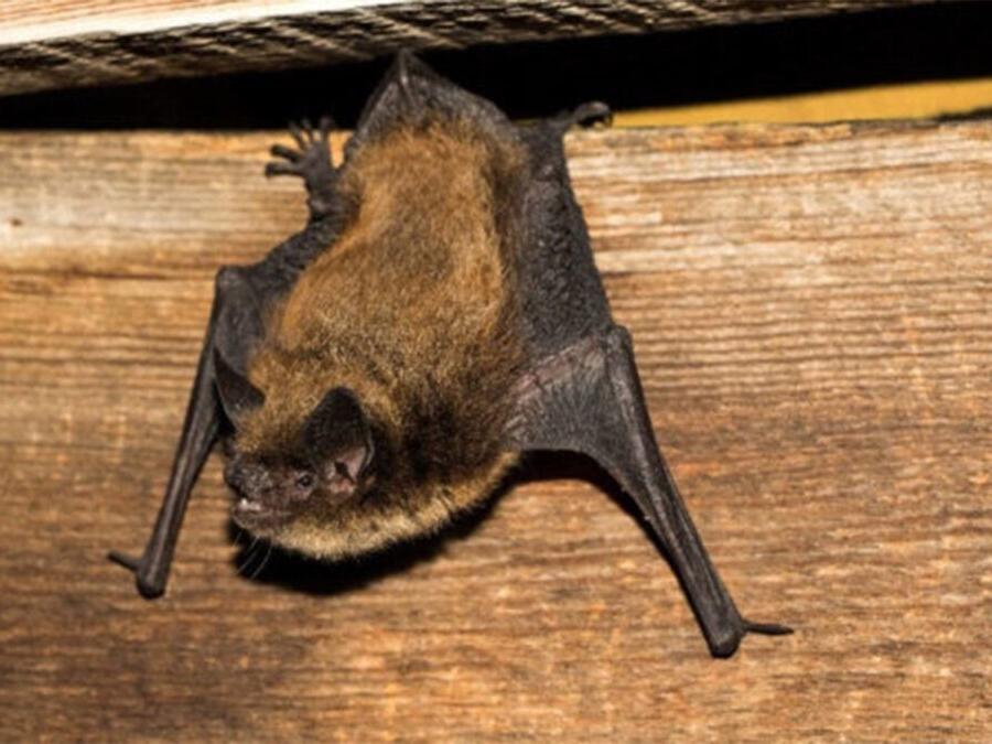 Bat Appreciation Day Celebrate Utah’s 18 species of bats