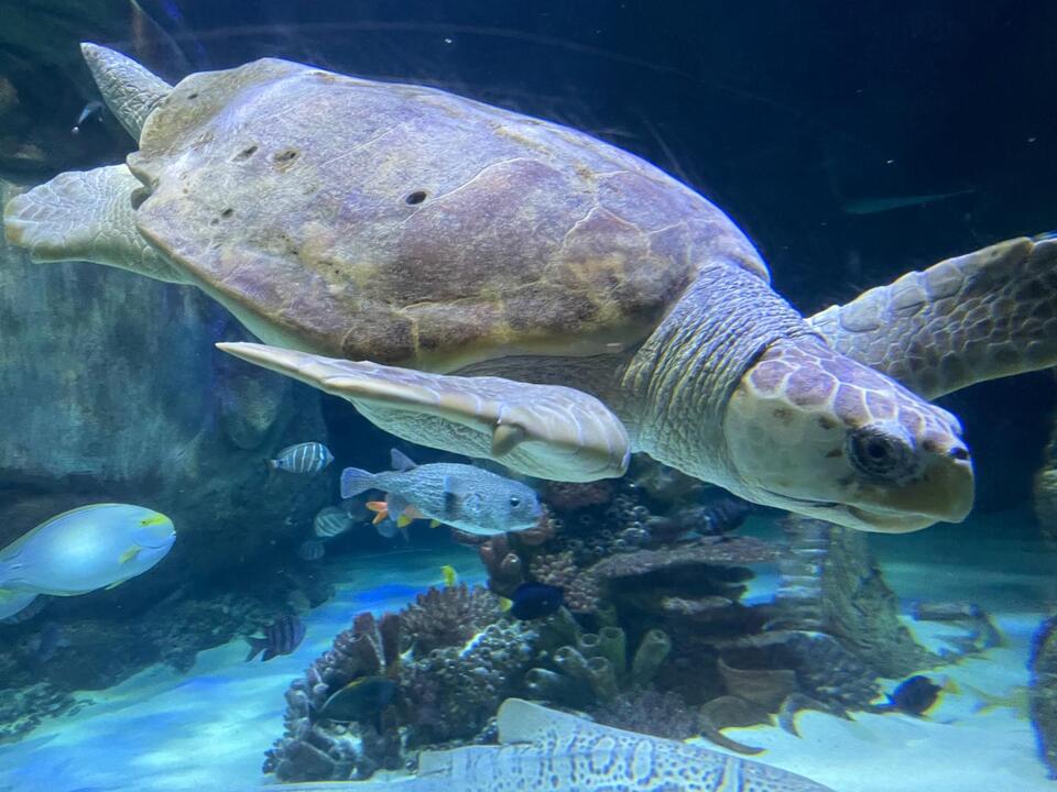 SEA LIFE Orlando Fins and Flights Is the Perfect Date Night for Beer Lovers