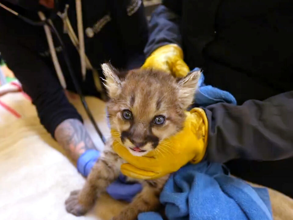 Oakland Zoo Cares For 4WeekOld Mountain Lion Cub, Orphaned In El(02)