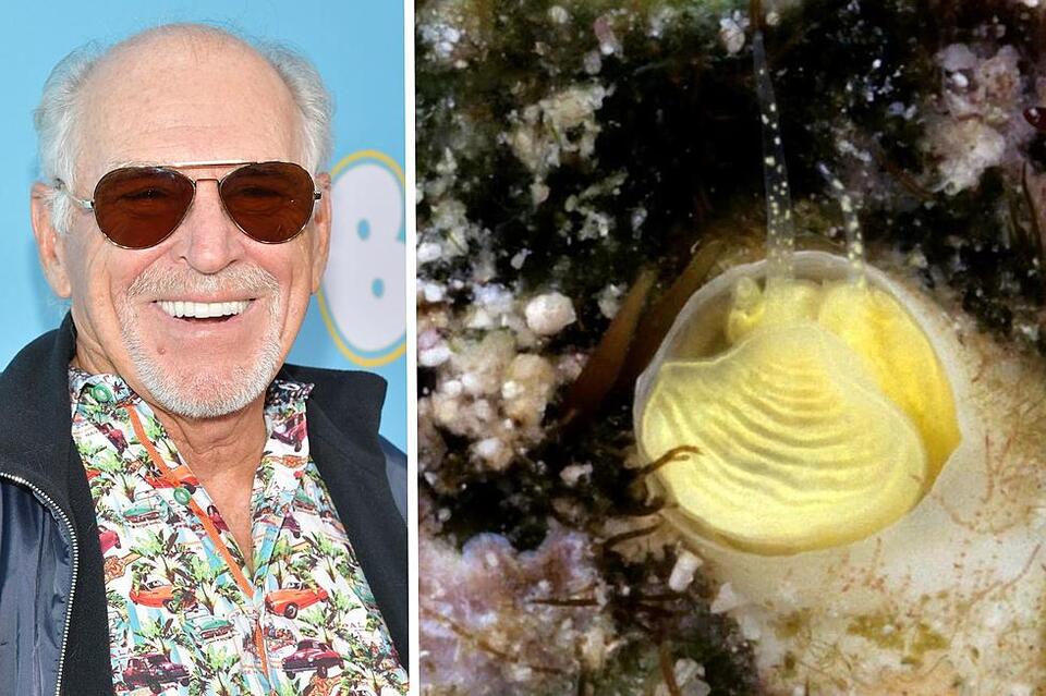 Meet the Newly Discovered Snail Named in Honor of Jimmy Buffett - NewsBreak