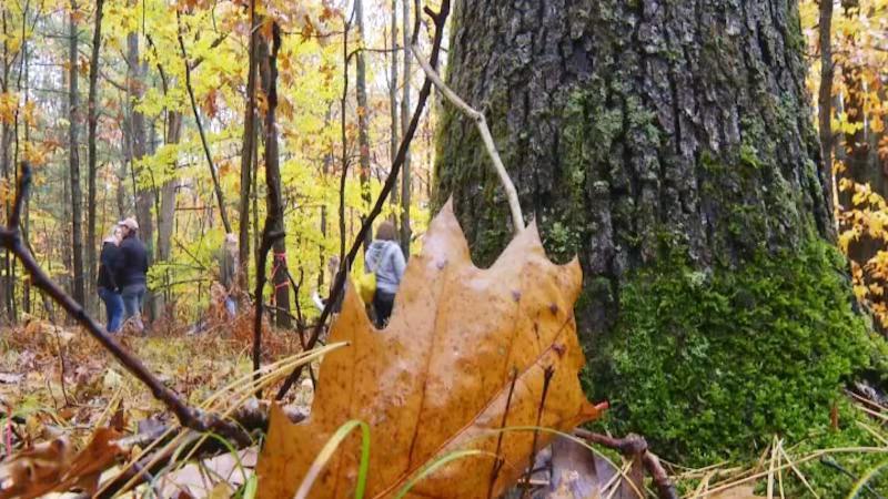 Kirtland Community College, MSU partner on new Forest Technology ...