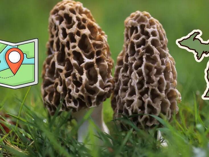 Michigan DNR Shares Best Morel Mushroom Map
