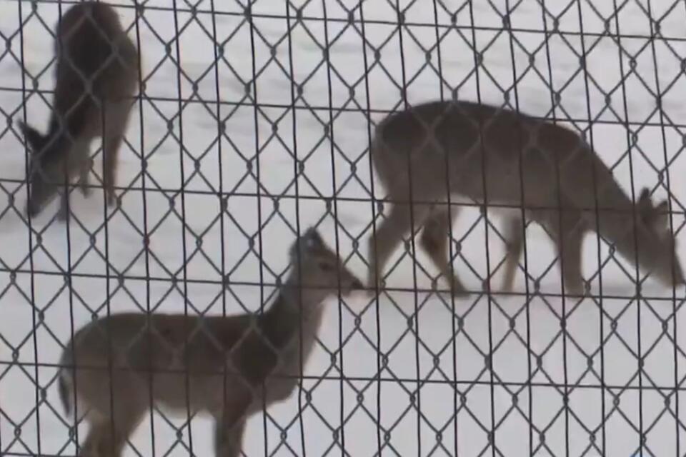Michigan City Planning To Kill 20 Inbred Deer In City Park - NewsBreak