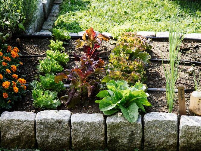 5 Best Ways to Water Raised Garden Beds of All Sizes Correctly