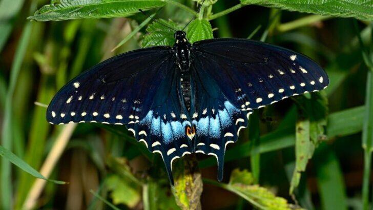 10 Most Beautiful Butterflies You Can Find In Your Own US Backyard ...