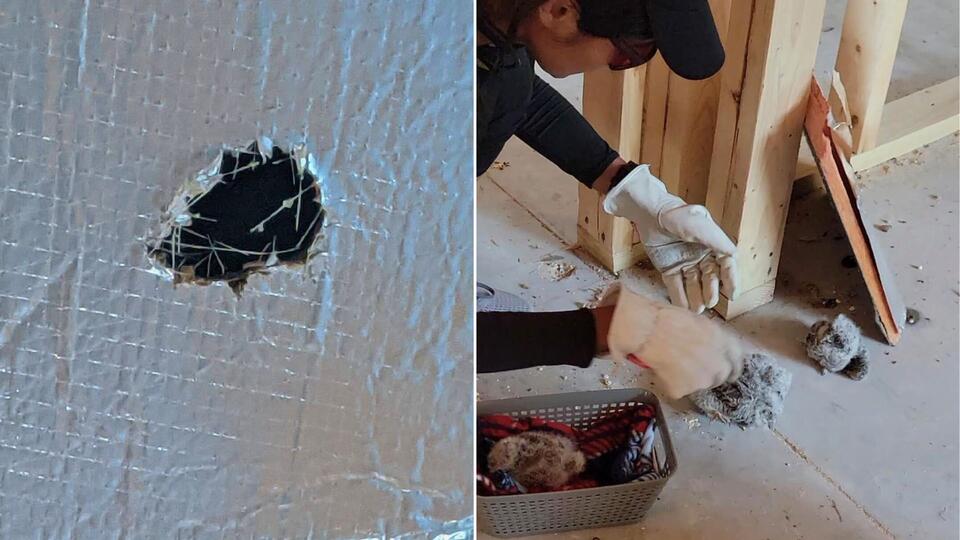 Construction Workers In Florida Peer Into Broken Vents And Discover Four Hidden Babies