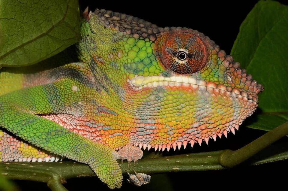13 Wild Animals That Can Change Color Instantly - NewsBreak