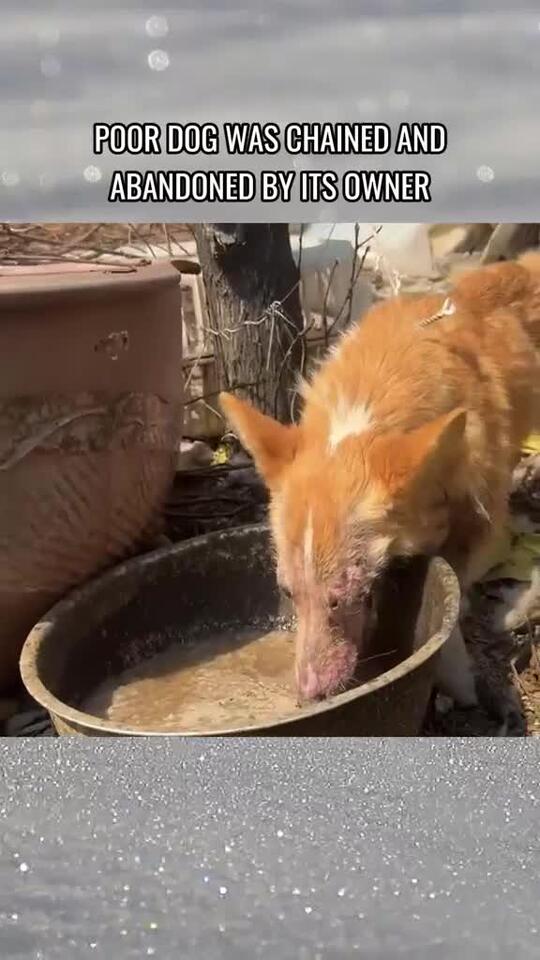 Poor dog was chained and abandoned by its owner #foryou #fyp #dog ...