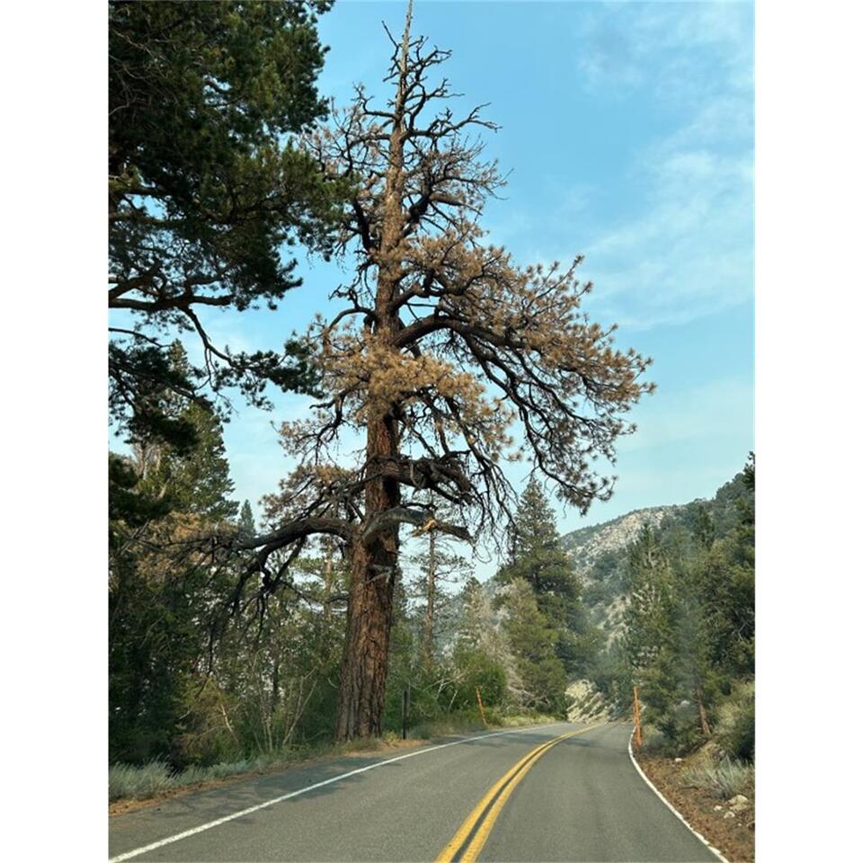 Rock Creek Road to Close Briefly - NewsBreak