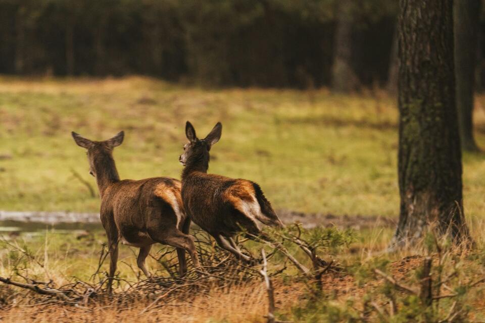 New DNR Rules Could Change How Michigan Hunters Approach Deer Season