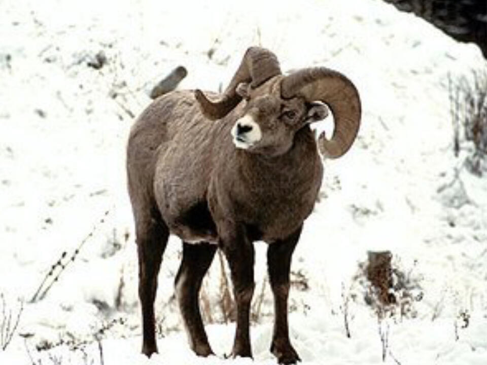 Okanogan-Wenatchee National Forest Shares Environmental Impact ...