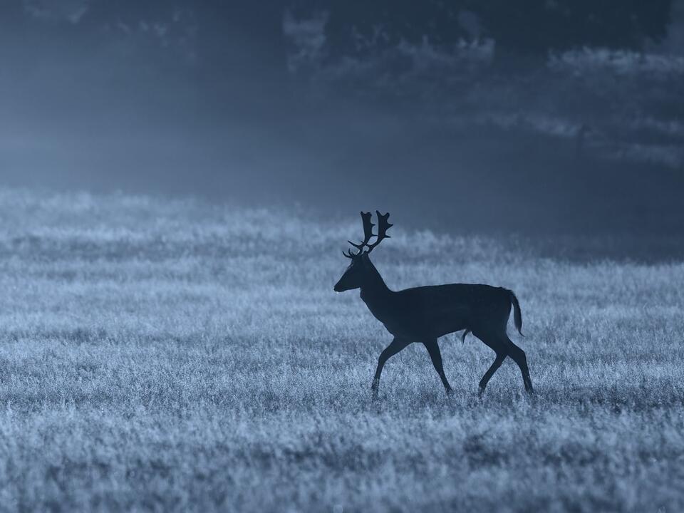 Do outdoor security lights deter animals? A wildlife expert explains