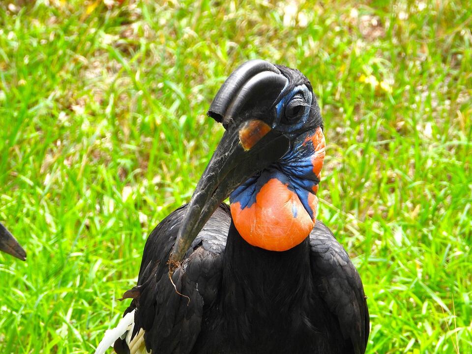 Boulder’s Neighbors: Abyssinian Ground Hornbills Hang Loose At The ...
