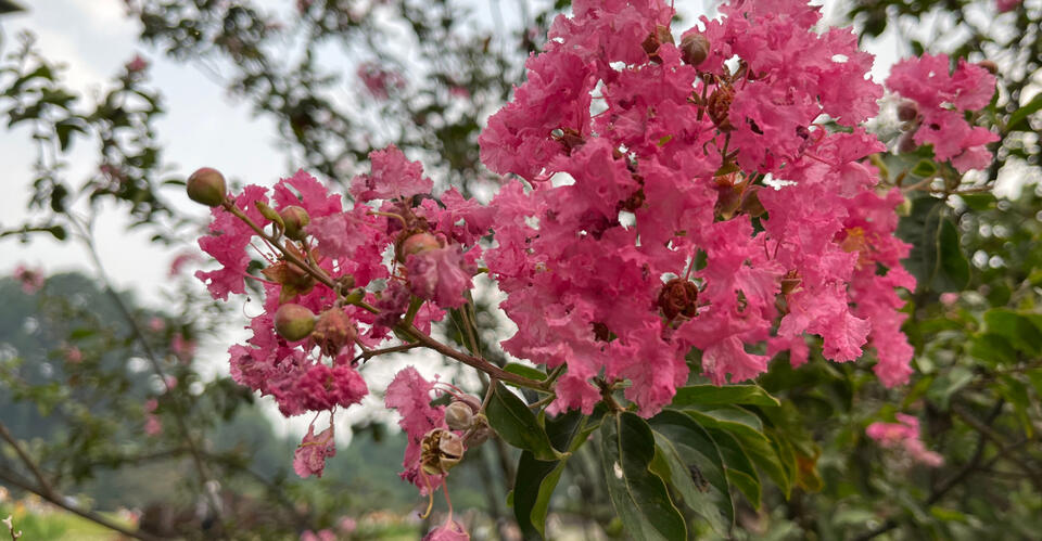 Should You Trim Crepe Myrtle Flowers For One More Fall Bloom In Florida