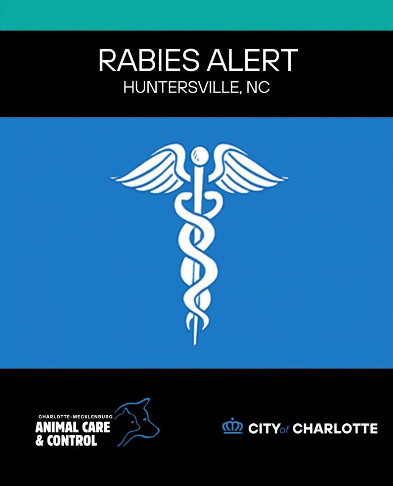 Rabid raccoon found near Darby Chase Drive - NewsBreak