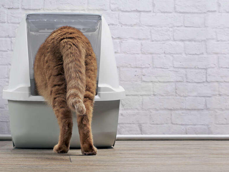 How to Safely Give Your Cat an Enema and How Long It Takes to Work