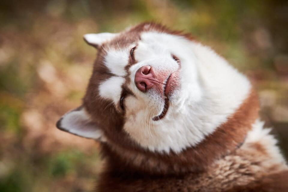 Husky's Hilarious Reaction After Anesthesia Goes Viral - NewsBreak