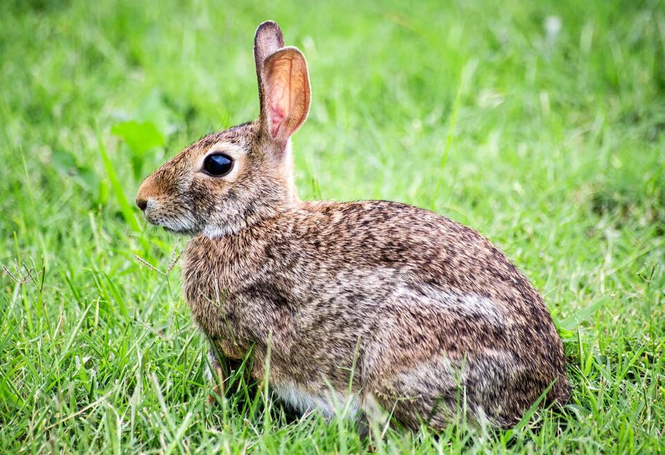 Rabbits in Washington State: Complete Guide to All 6 Native and ...