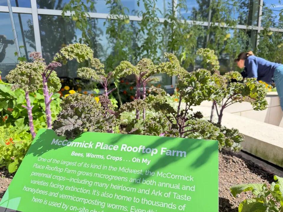 McCormick Place rooftop farm serves as launchpad for young farmers ...