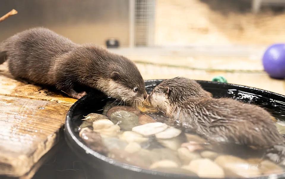 VOTE NOW: Loveland Aquarium opens voting period to choose names for ...
