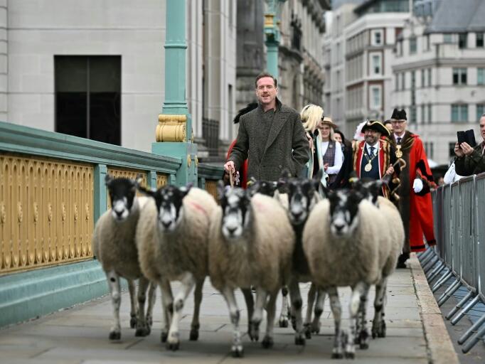 Hollywood's Damian Lewis herds sheep across bridge in London