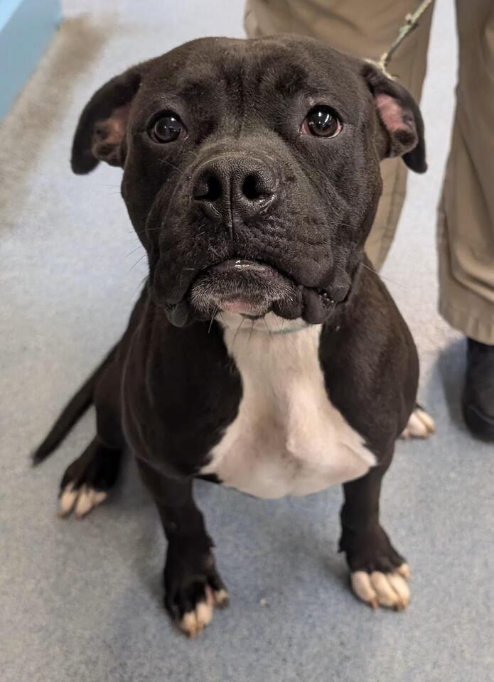 🐶 Playful, Sensitive & Loyal Dogs Ready for Adoption in Suffolk, VA ...