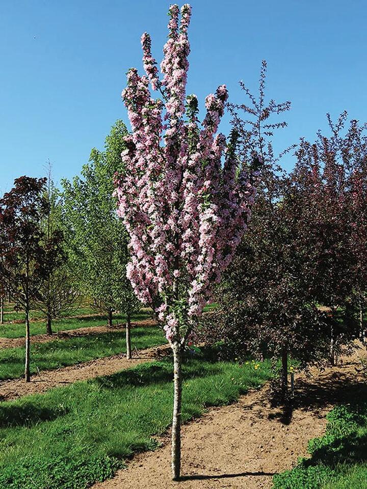 Beguiling plants win Retailers’ Choice Awards at Farwest - NewsBreak