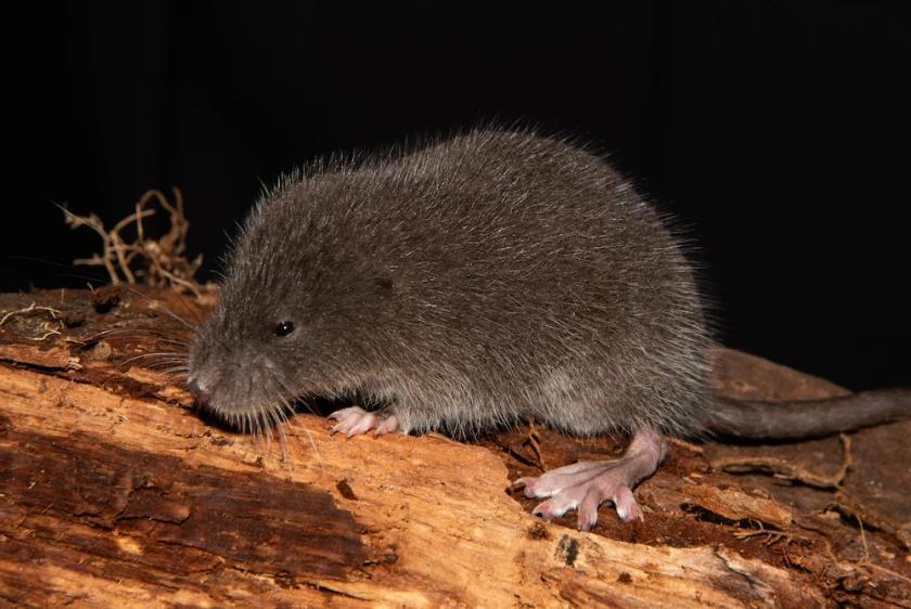 Cal Poly Humboldt scientist discovers new semi-aquatic rodent species ...