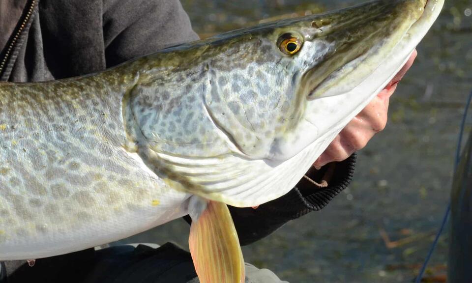 musky-size-comparison-just-how-big-do-they-get-newsbreak