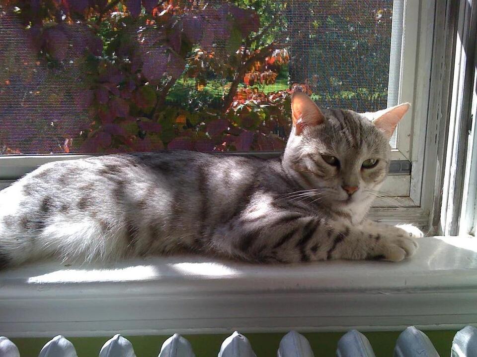 10 Cat Breeds That Love Sunlight More Than Shade - NewsBreak