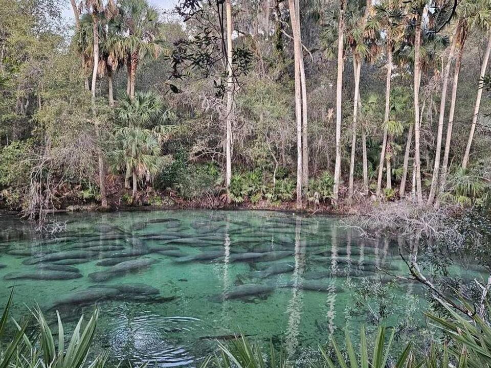Manatee Mania! Blue Spring breaks park record with nearly 1,000 gentle