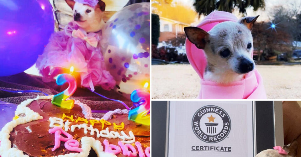Meet the new world’s oldest living dog, Pebbles the toy fox terrier Trendradars Latest