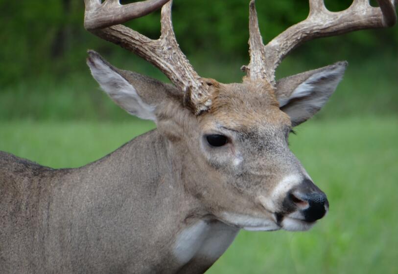 Motorists urged to watch for deer during fall rut - NewsBreak