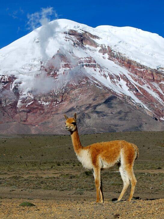 12 Remarkable Animals That Live In The Andes Mountains - NewsBreak