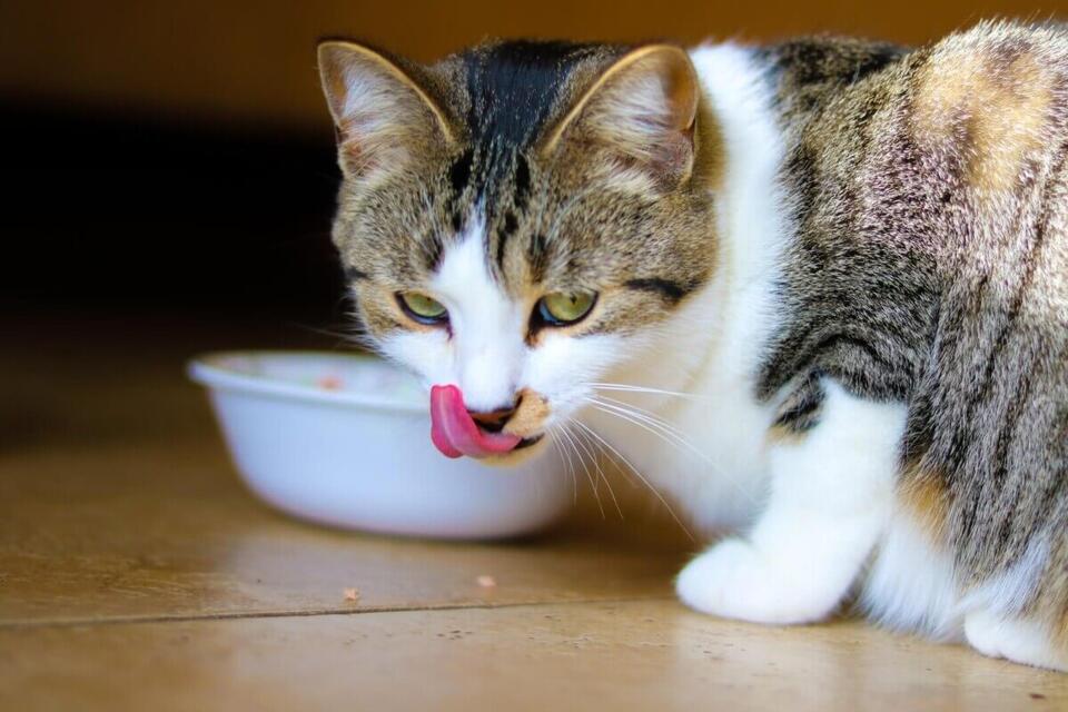 Vegan Cats Had 34% Lower Odds Of Being Overweight, Study Finds - NewsBreak