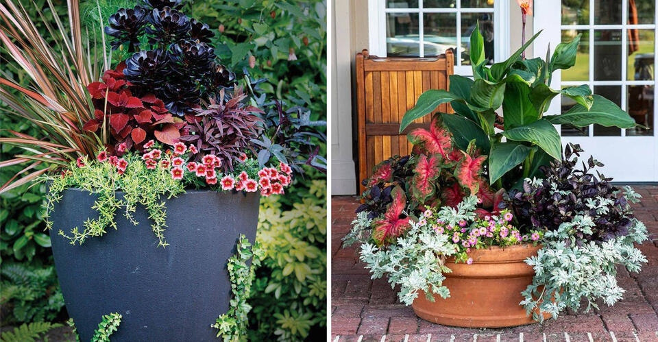 7 Must-Know Tips For North Carolina Gardeners On How Many Plants To Put ...