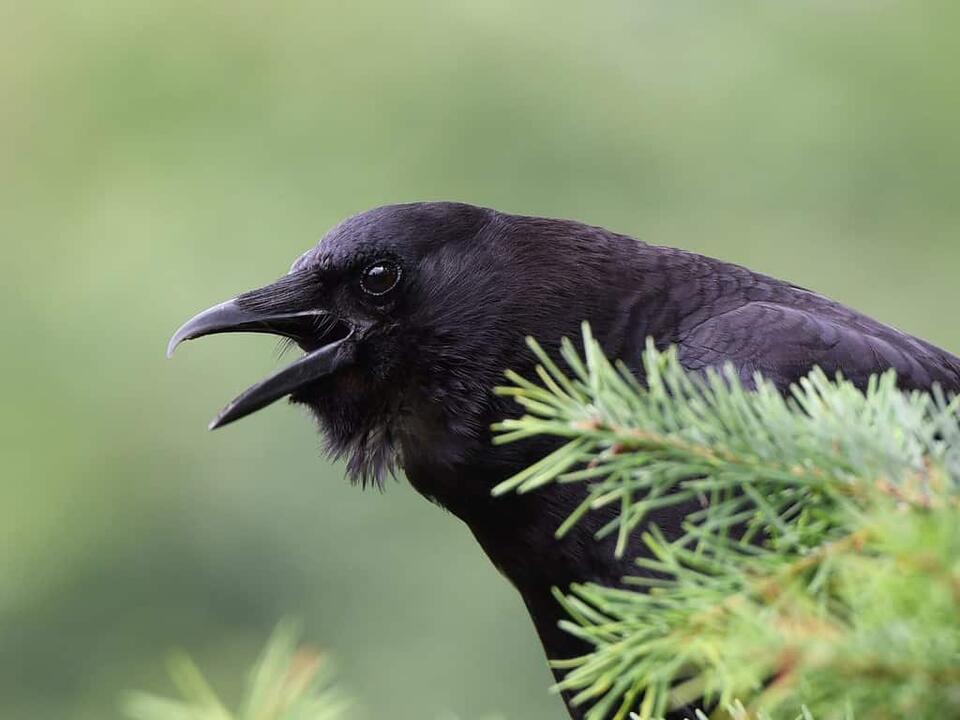 Are Crows Bad Luck? 5 Myths About Crows, Debunked
