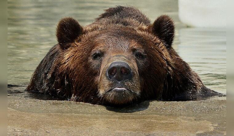 Detroit Zoo Mourns Loss of Beloved Grizzly Bear Mike After Health ...