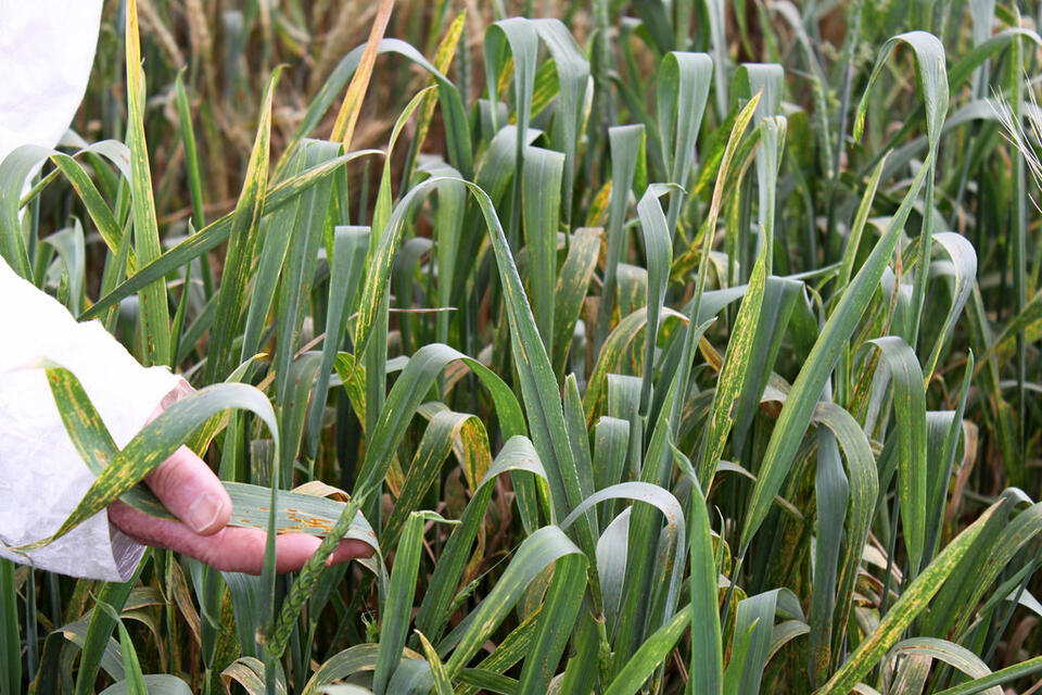 Wheat Rust: The Ancient Fungal Plague That Still Threatens Global ...