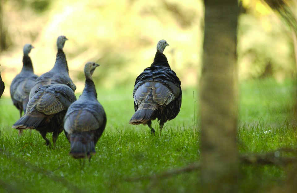 Outdoors report: First come, first served for U.P. fall turkey permits ...