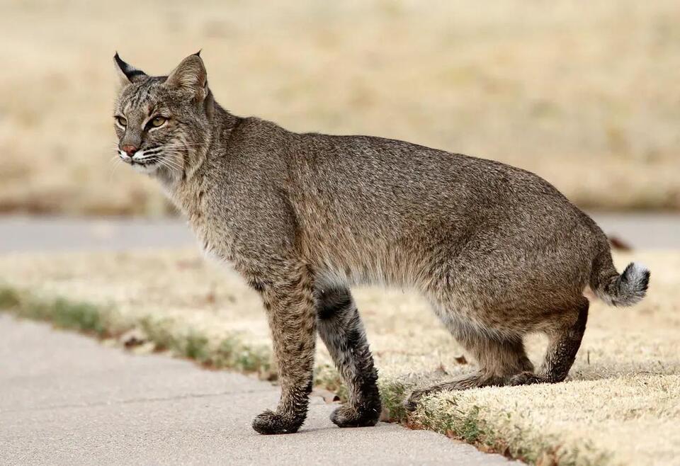 4 Types of Wild Cats in Michigan (With Pictures and Identification ...