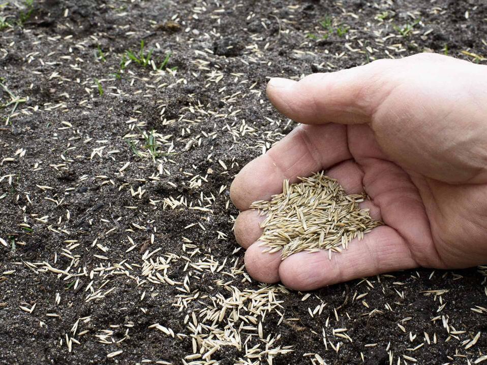 Can You Plant Grass Seed in Winter? 5 Critical Things to Know