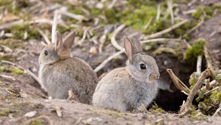 US States Terrorized By The Invasive European Rabbit - NewsBreak