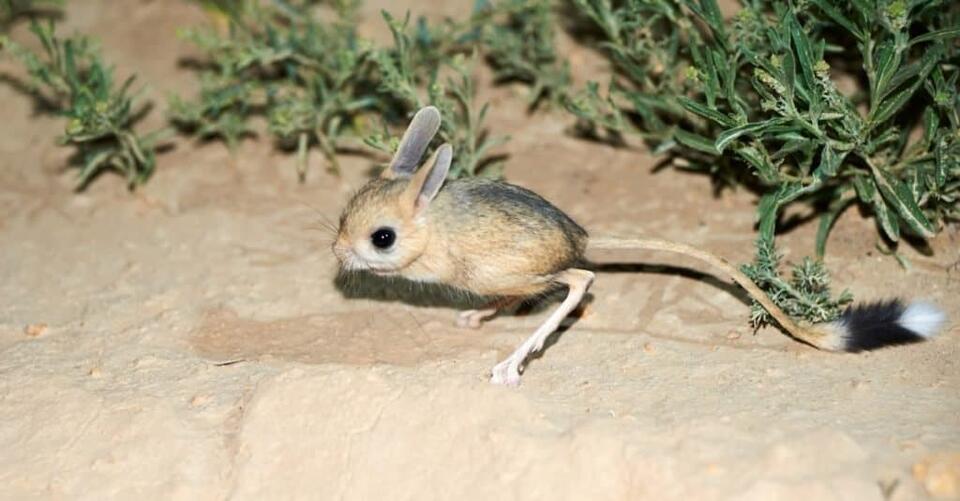9 Animals That Look Like Rats (and What They Actually Are) - NewsBreak