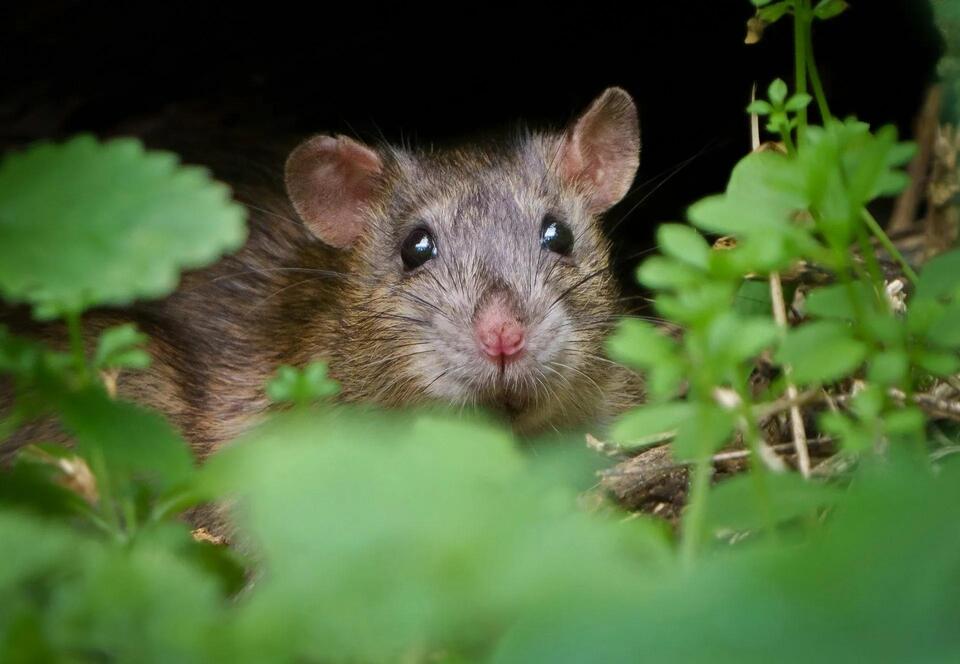 Rat Poison Laws in Nevada: What Homeowners and Pest Professionals Must ...
