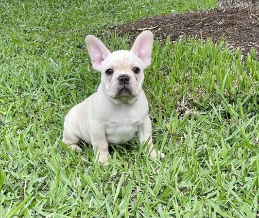 Adoptar Cachorros