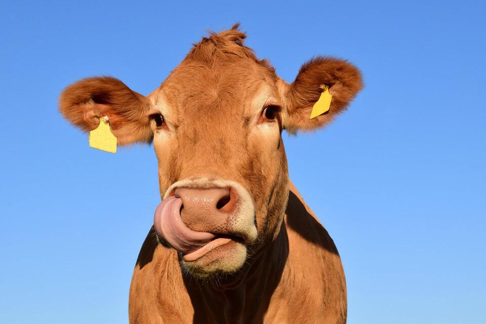 Oklahoma cattle prices mixed on Oct. 21 report - NewsBreak