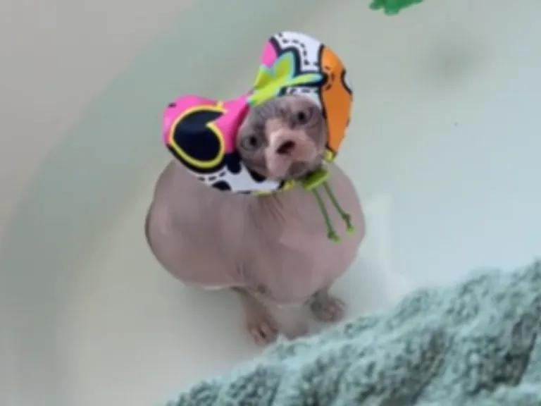 Hairless Cat In A Shower Cap Loves Bath Time So Much She Won’t Get Out