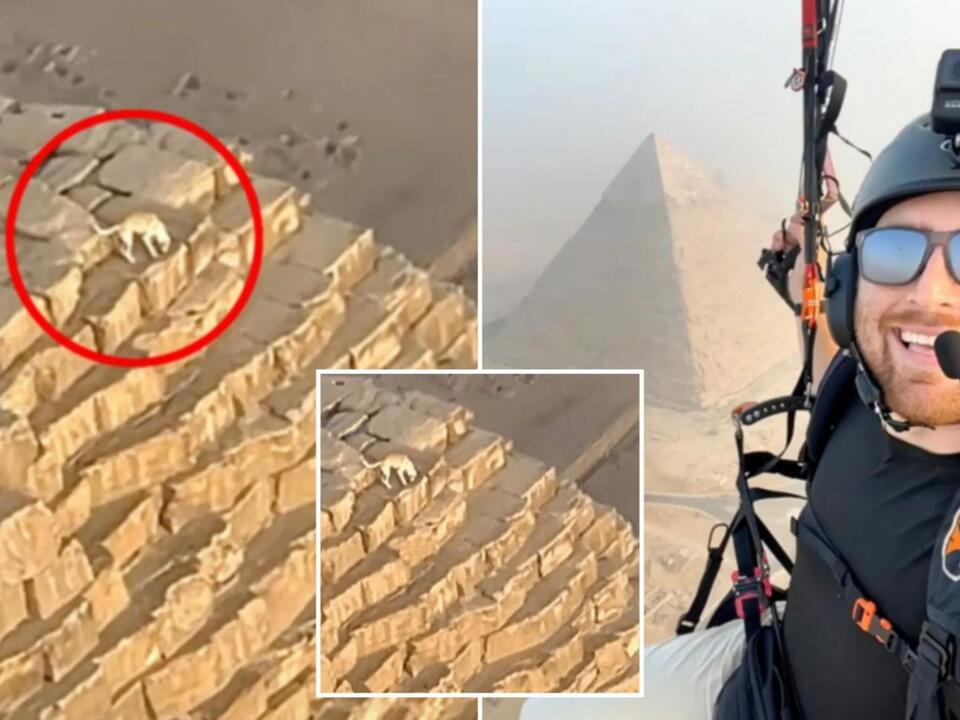 Jawdropping video shows barking dog on top of Great Pyramid of Giza in